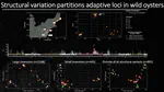 Recruiting Postdoc for Shellfish Genomics and Breeding Project