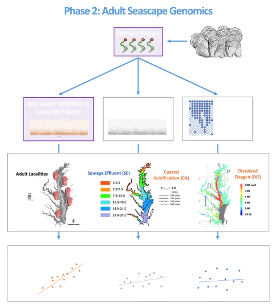 Coastal Stressors across urbanized estuaries